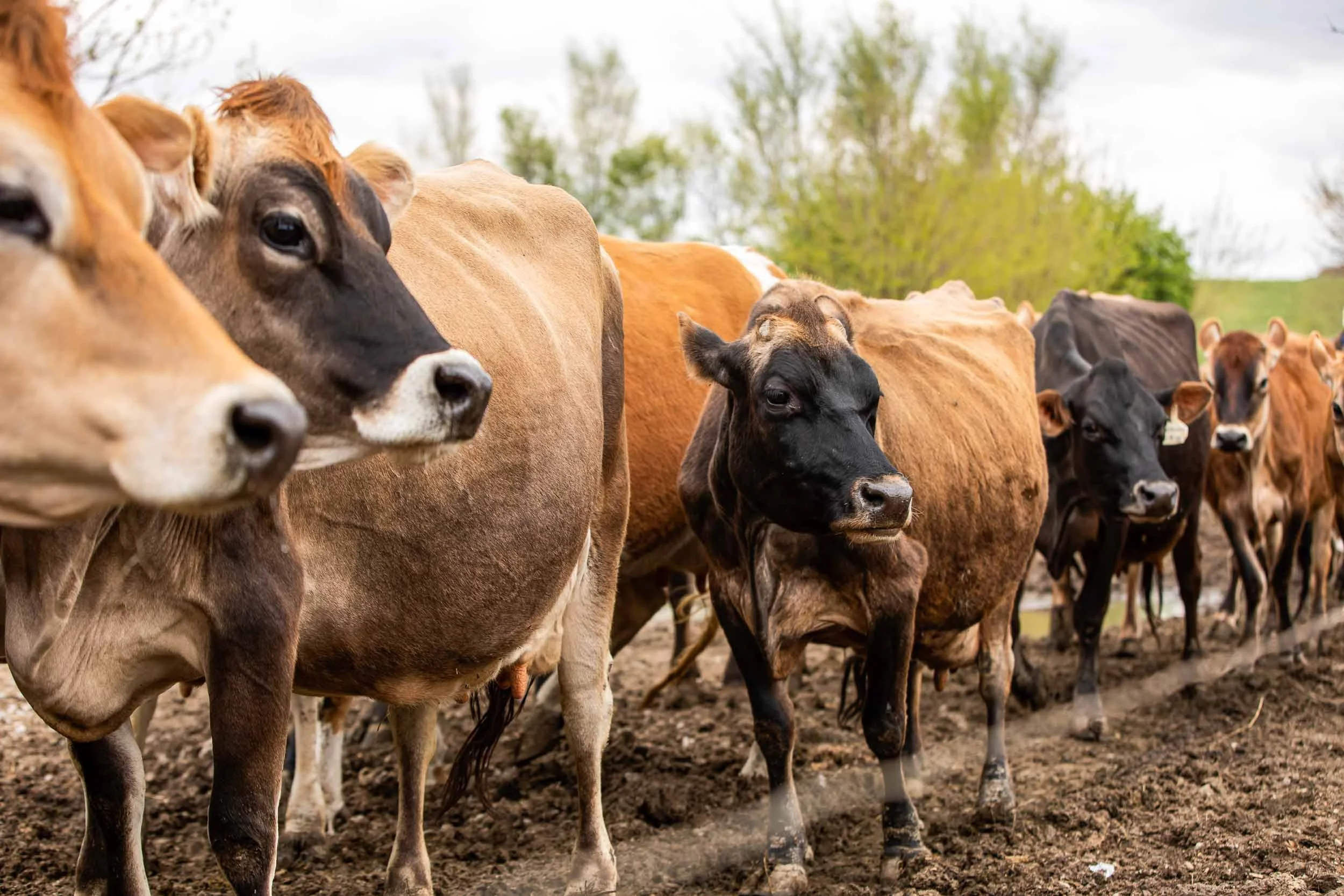 Swallow Hill Dairy in Jamestown Ohio — Edible Ohio Valley